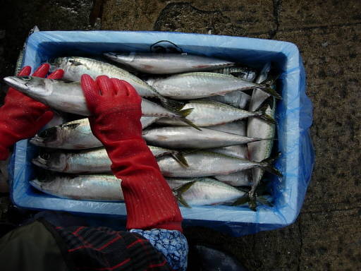 Korean mackerel Made in Korea
